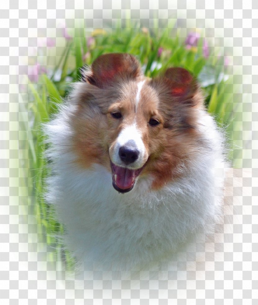 Shetland Sheepdog Icelandic Dog Breed Companion Snout - Collie Transparent PNG