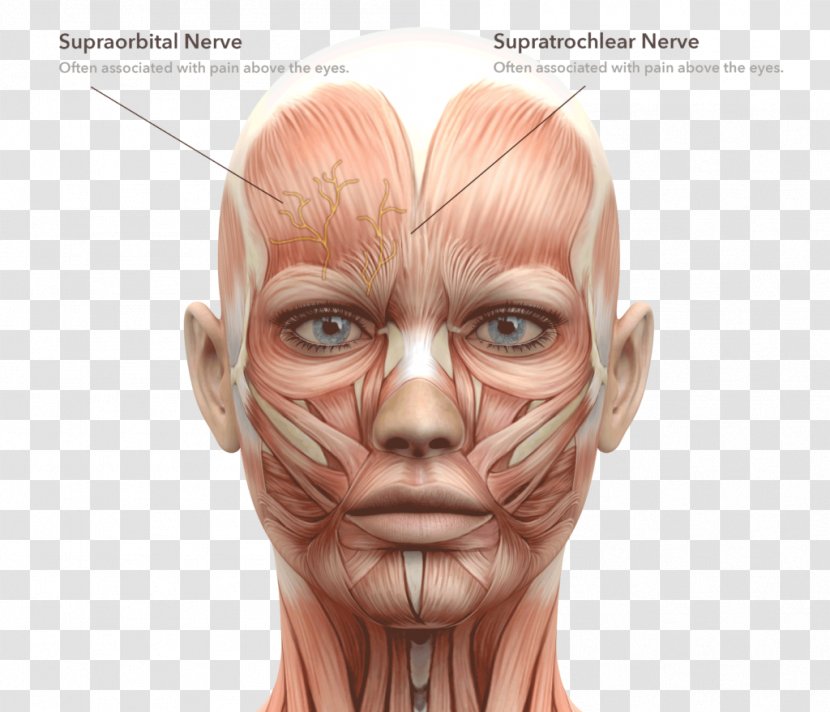 Facial Muscles Face Human Body Head And Neck Anatomy - Cartoon Transparent PNG