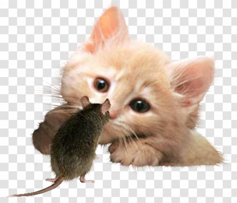 Cat Kitten Rat Cuteness Puppy - Humour - Cartoon Animals Cartoon,Tom And Jerry Transparent PNG