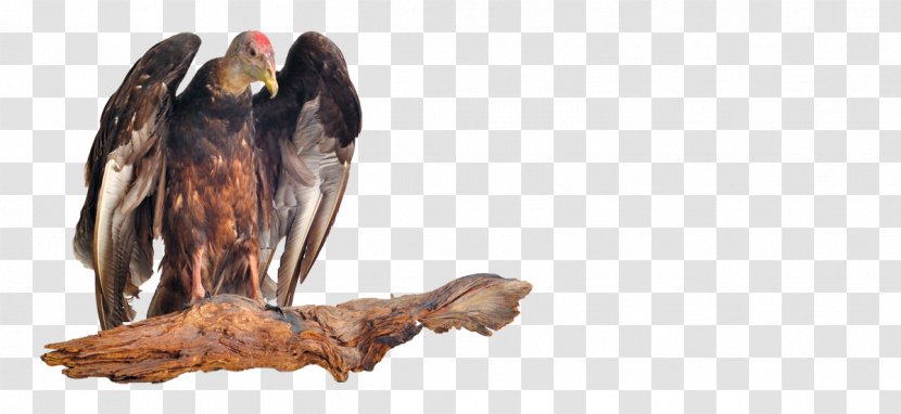 Bird Of Prey New World Vulture University Central Florida Transparent PNG