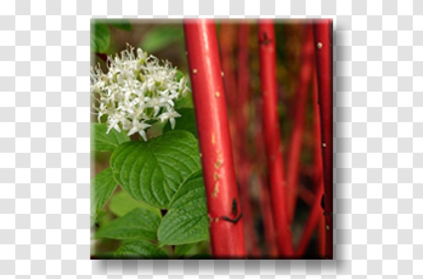 White Dogwood Red Osier Plant Stem Shrub Judas-tree - Tree - Leaf Transparent PNG