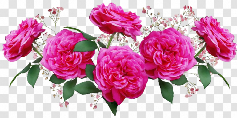 Garden Roses Transparent PNG