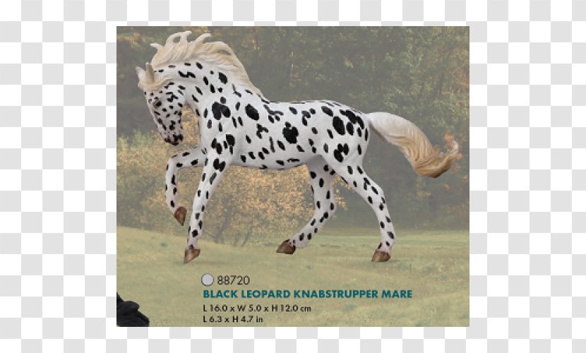 Cheetah Knabstrupper Mare Andalusian Horse Appaloosa - Rocky Mountain Transparent PNG