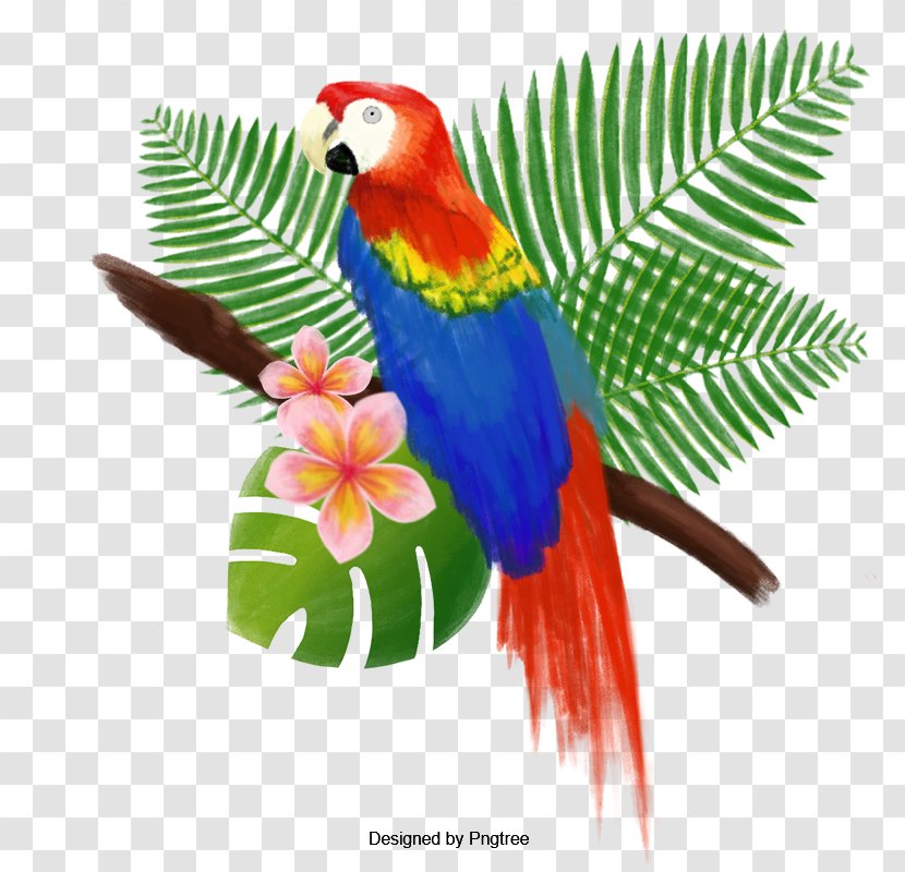 Bird Parrot Vector Graphics Clip Art - Toucan Transparent PNG