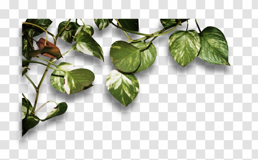 Leaf Vegetable - Plant Transparent PNG