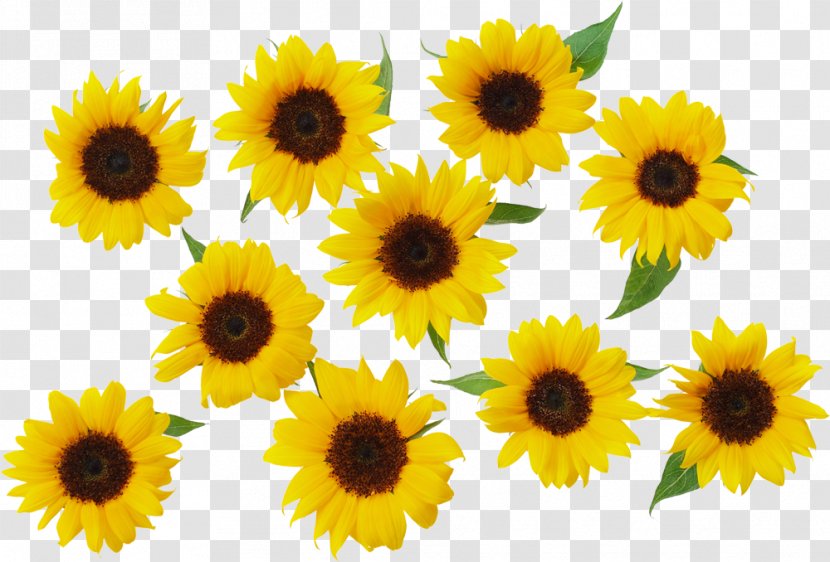 Common Sunflower Yellow - Frozen Film Series Transparent PNG