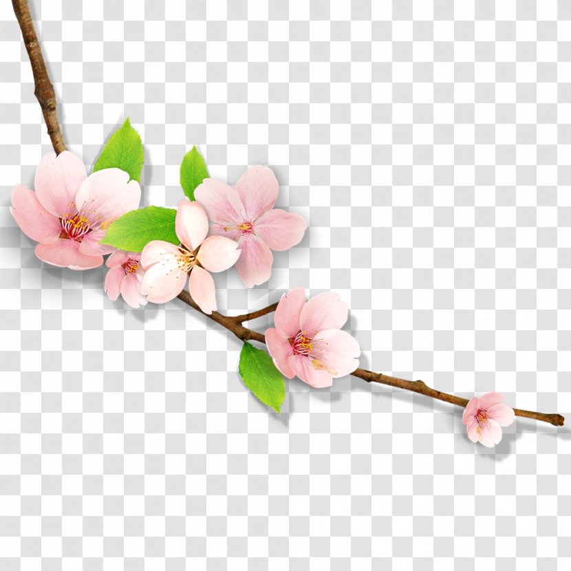 Vector Graphics Image Illustration Plum Blossom - Cut Flowers Transparent PNG