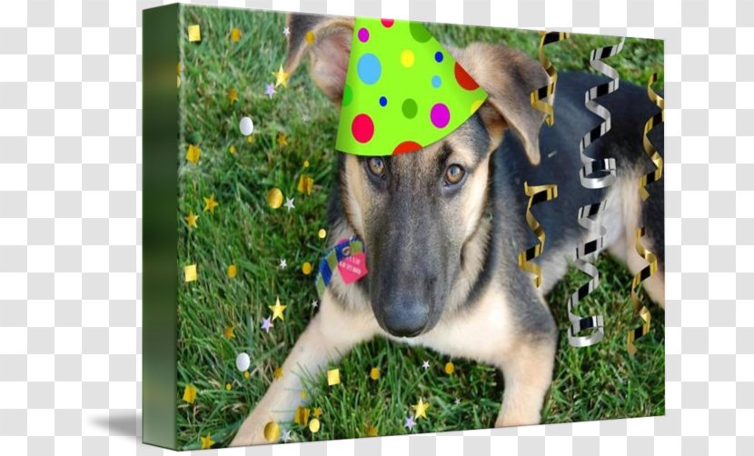 German Shepherd Dog Breed Birthday Party Puppy - Like Mammal Transparent PNG