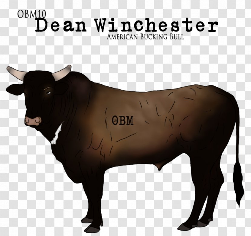 Zebu Dairy Cattle Ox Bull Horn - Dean Winchester Transparent PNG
