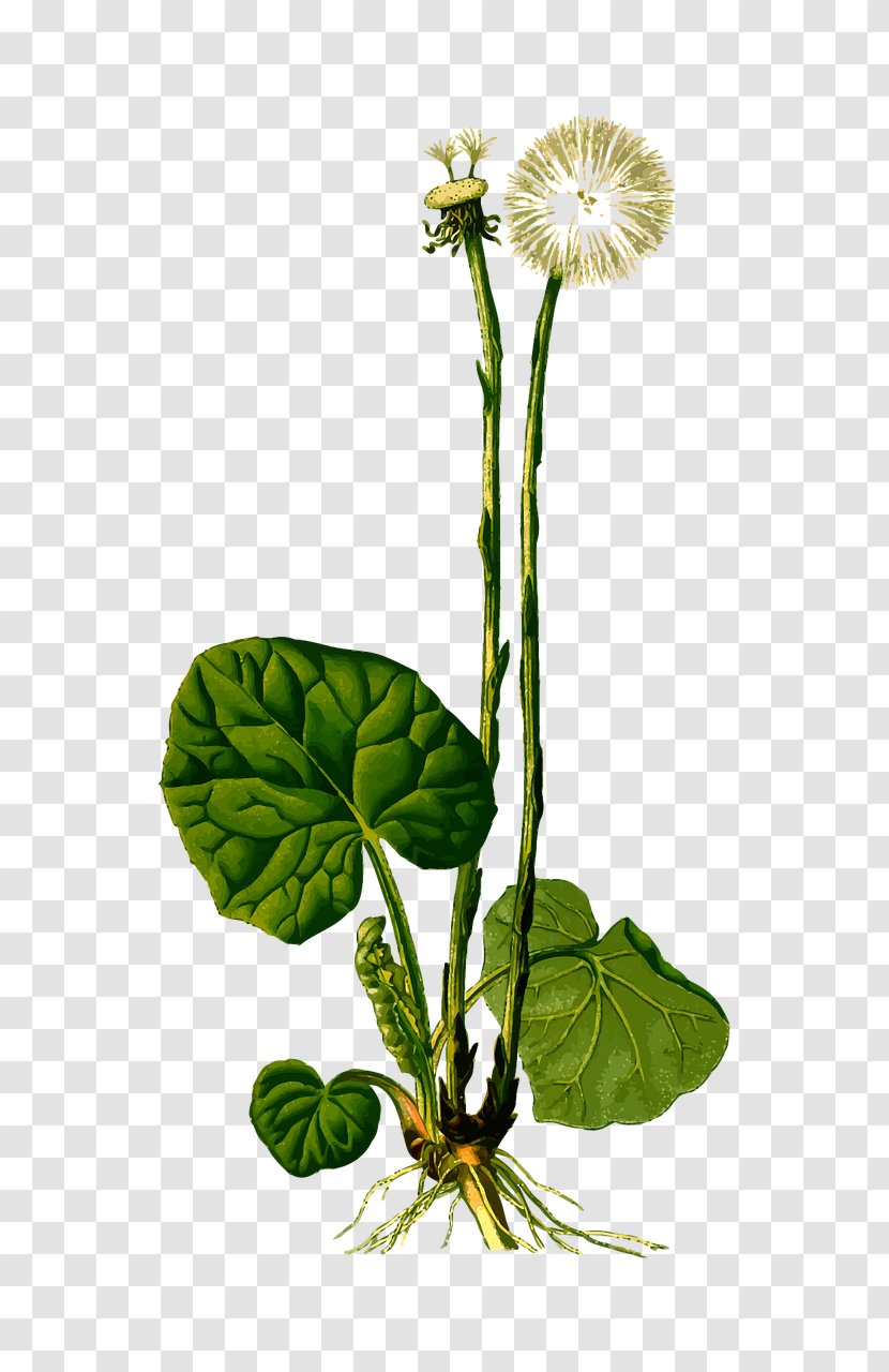 Kxf6hlers Medicinal Plants Dandelion Tussilago - Green Transparent PNG