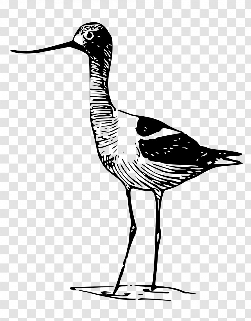 Wader Bird Beak Clip Art Transparent PNG