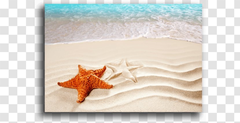 Afternoon Morning Day Greeting - Wish - Seashell Transparent PNG