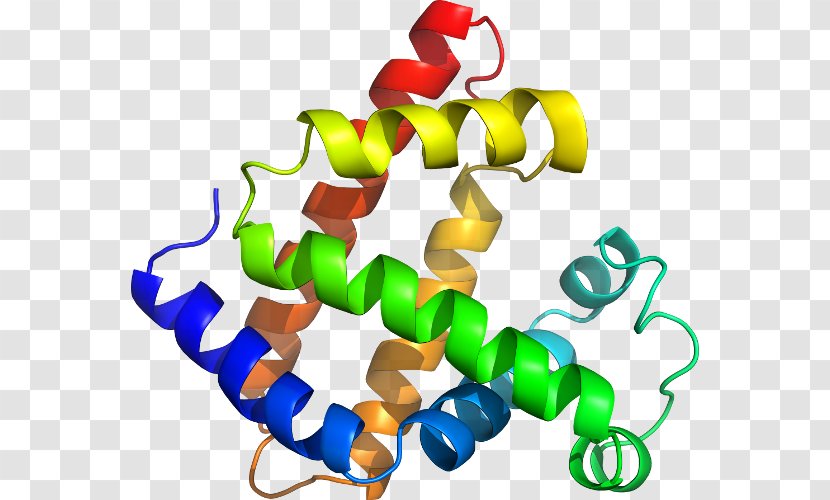 Line Myoglobin Clip Art Transparent PNG