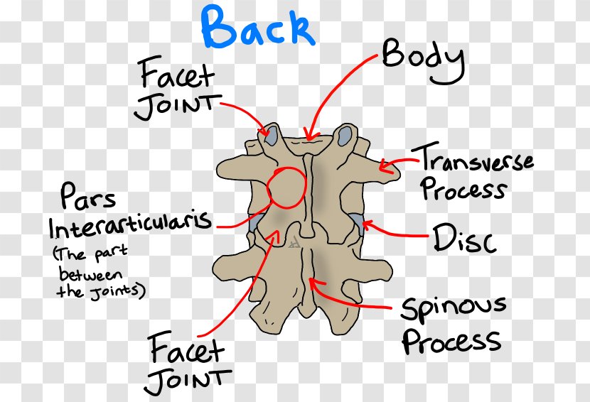 Pars Interarticularis Spondylolysis Spondylolisthesis Vertebral Column - Flower - Spine Transparent PNG