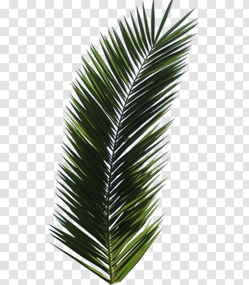 Arecaceae Leaf Palm Branch Tree - Pinnation Transparent PNG