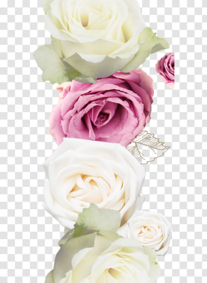 Garden Roses Centifolia Beach Rose - Designer - Red White Transparent PNG