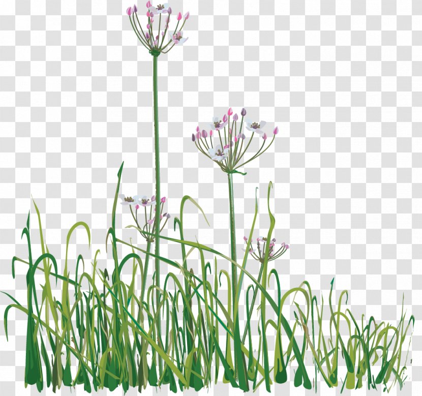 Chives ACM Fleet Force B.V. Information Sweet Grass Production - Flowering Plant - Bv Background Transparent PNG