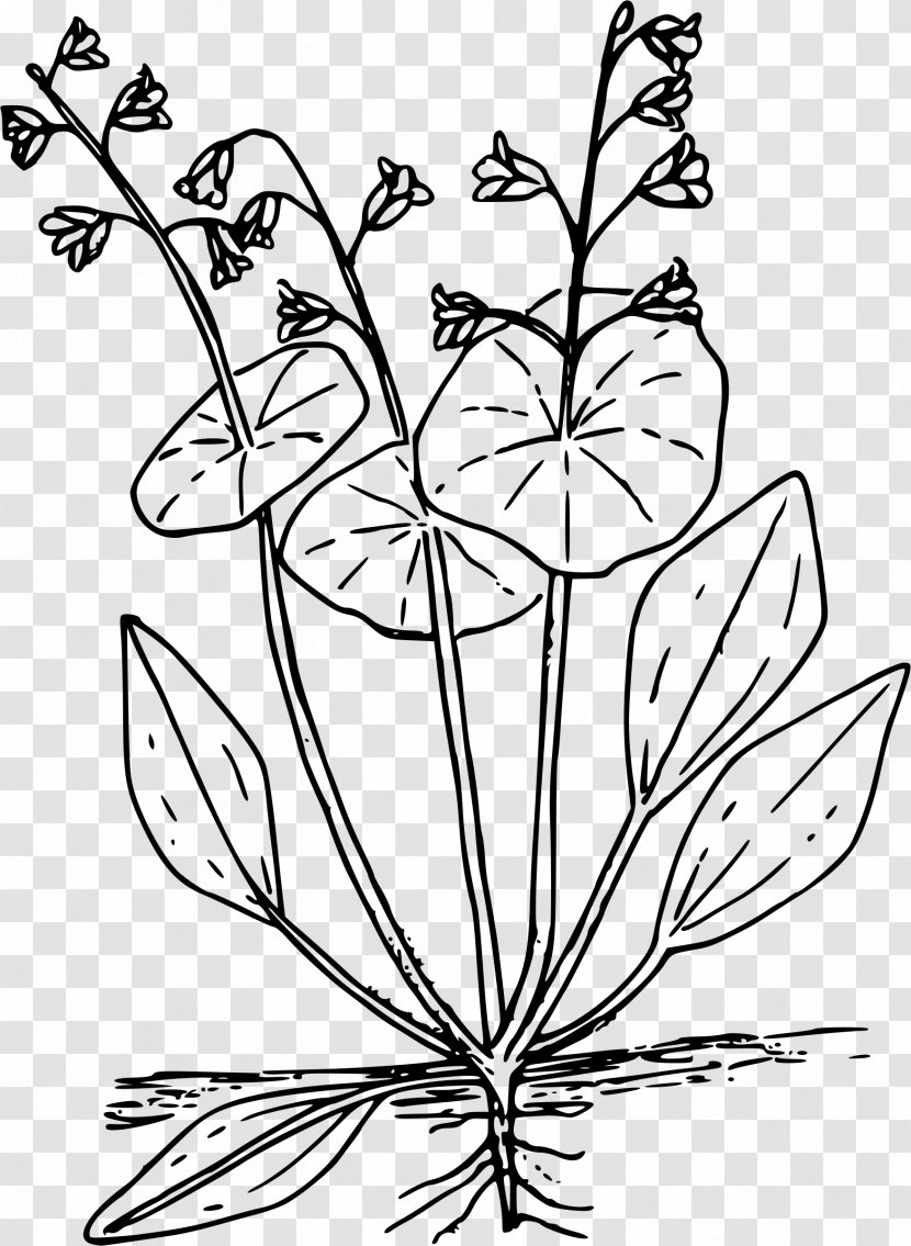 Lettuce Claytonia Perfoliata Clip Art - Flowering Plant Transparent PNG