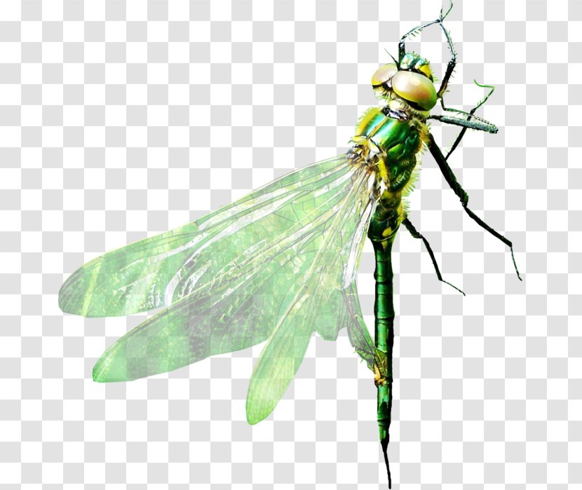 Dragonfly Pterygota - Animal Transparent PNG