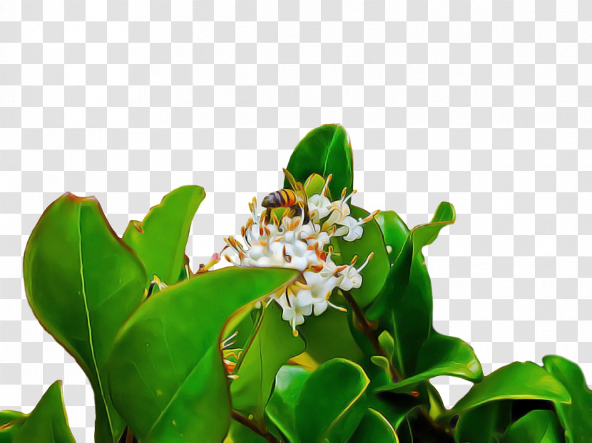 Leaf Flora Tree Flower Science Transparent PNG