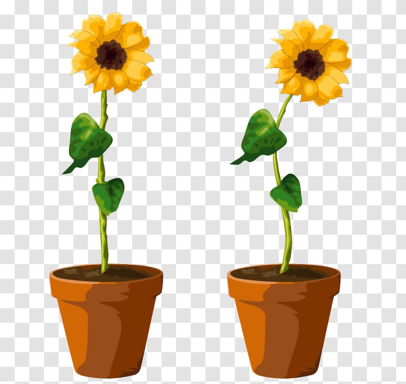 Common Sunflower Flowerpot Illustration - Television - Pots Transparent PNG