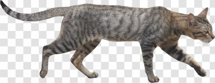 Wildcat Clip Art Adobe Photoshop - Wild Cats Transparent PNG