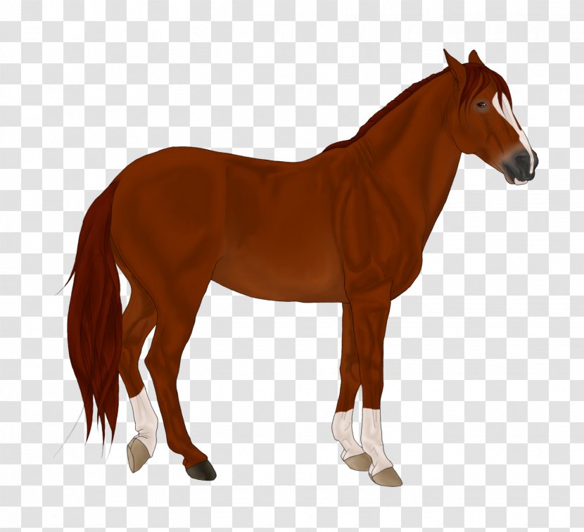 Foal Mane Stallion Mare Colt - Rein - Mustang Transparent PNG