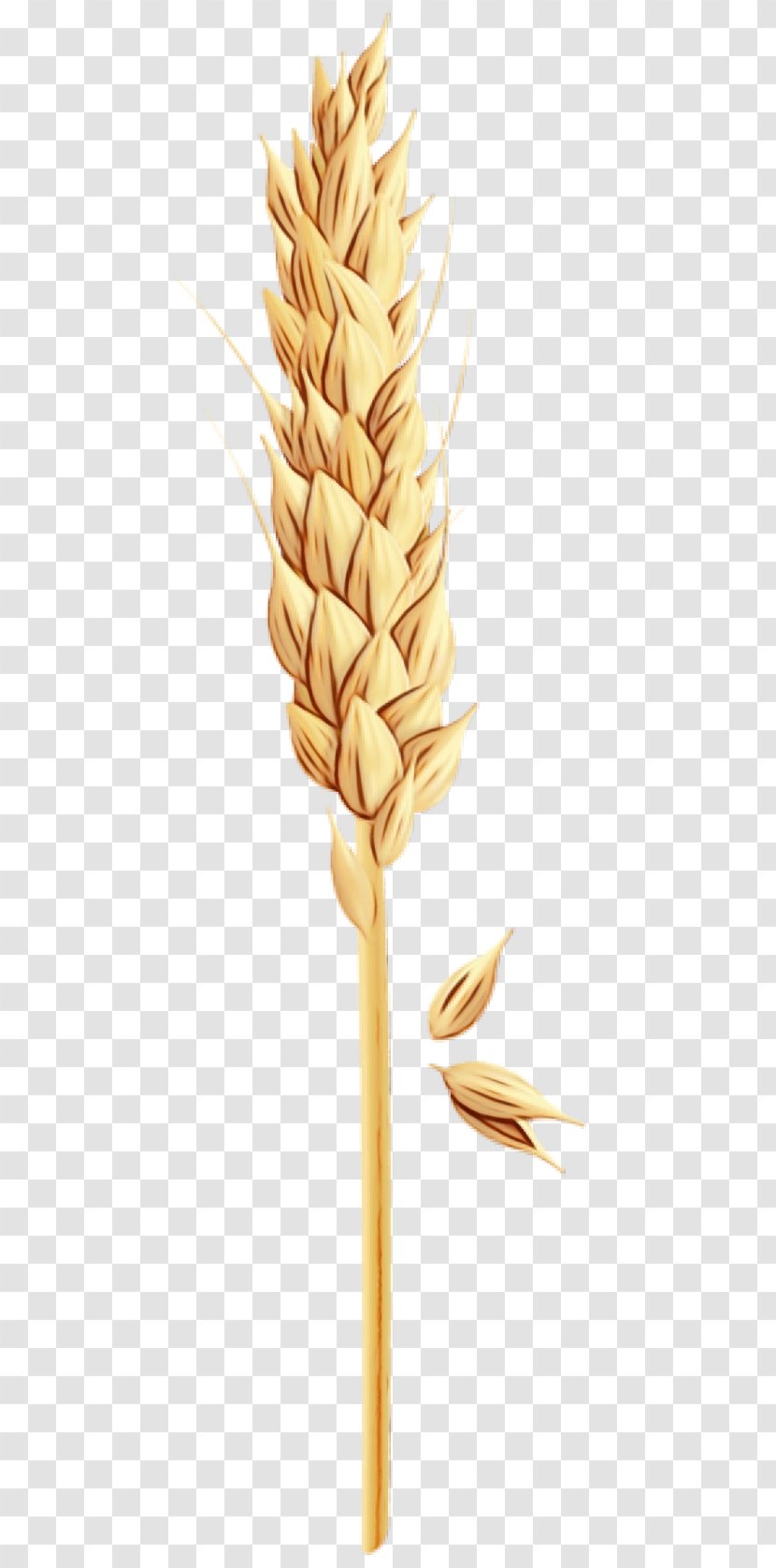 Wheat - Watercolor - Food Grain Transparent PNG