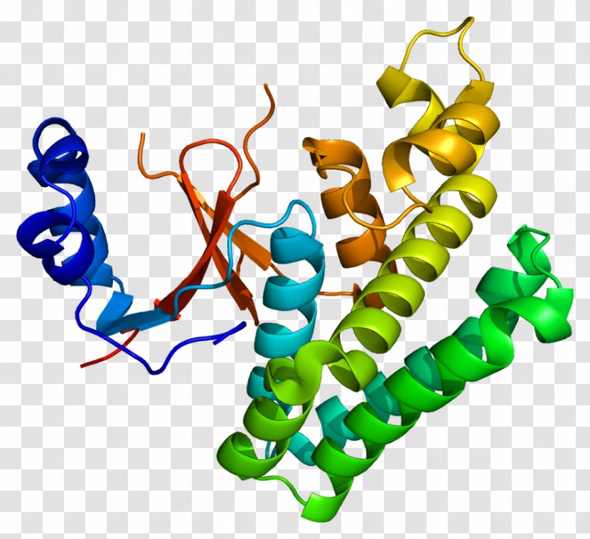 OTUB2 Protein Deubiquitinating Enzyme Cysteine Protease - Cartoon - Tree Transparent PNG