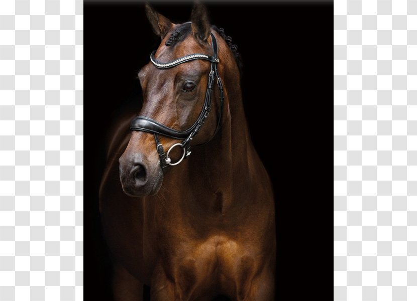 Cob Bridle Equestrian Snaffle Bit Filet - Mustang Horse Transparent PNG