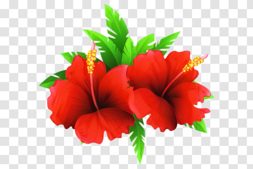 Hawaiian Flower - Hibiscus - Mallow Family Impatiens Transparent PNG