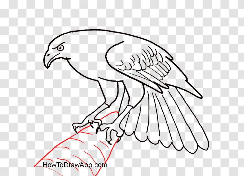 Beak Bald Eagle Bird Drawing - Artwork Transparent PNG