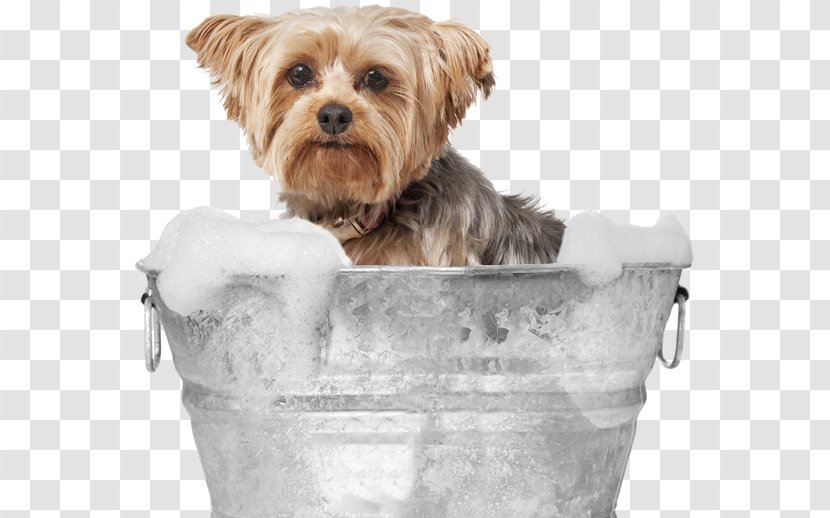 Yorkshire Terrier Norfolk Morkie Dog Breed Puppy Transparent PNG