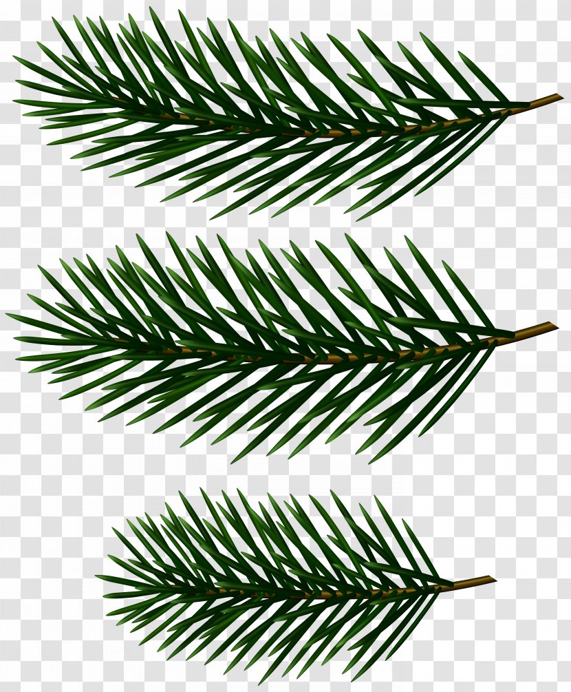 Clip Art Image Transparency Vector Graphics - Loblolly Pine - Palm Branch Gallery Yopriceville Transparent PNG