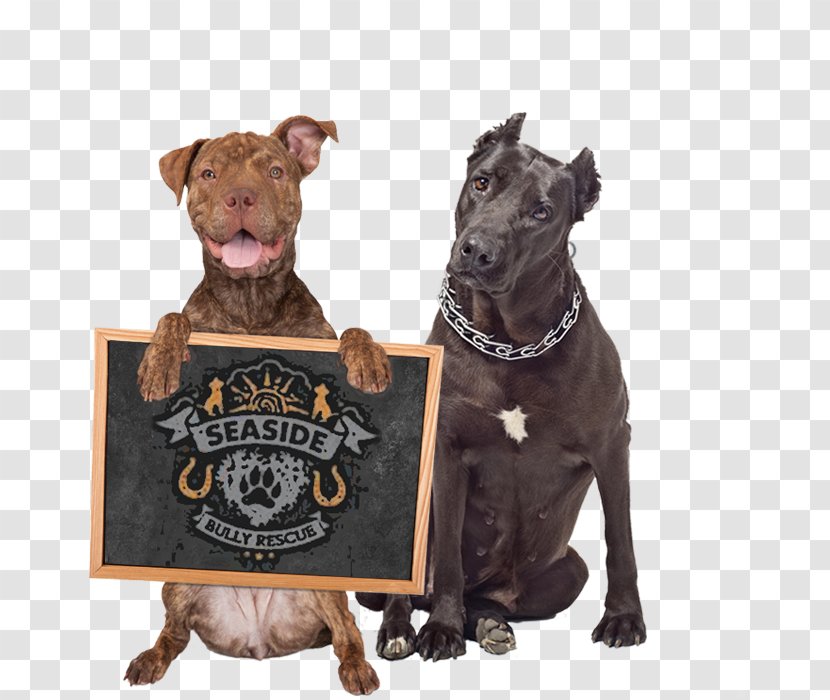 Dog Breed American Pit Bull Terrier Bulldog - Puppy Transparent PNG