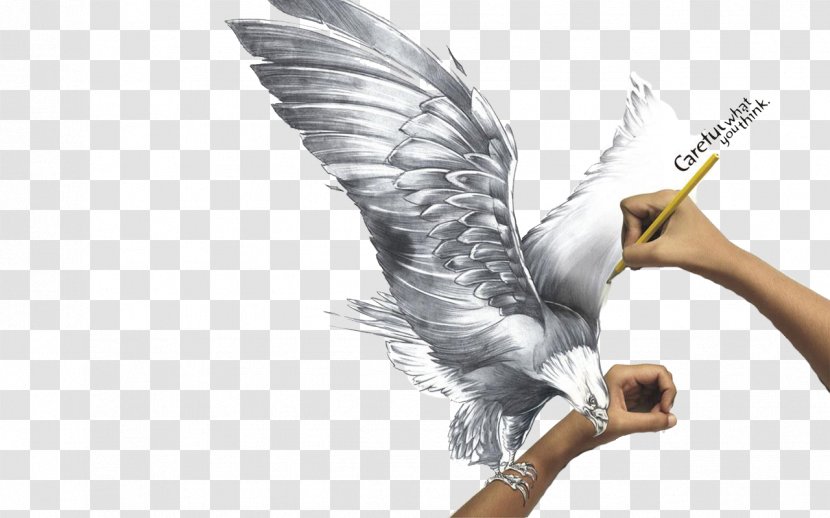 Drawing Painting Pencil Art Sketch - Beak - Hand-painted Eagle Transparent PNG