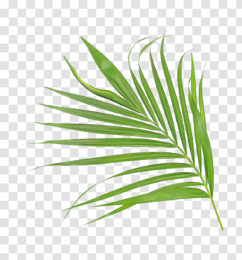 Palm Trees Transparent PNG