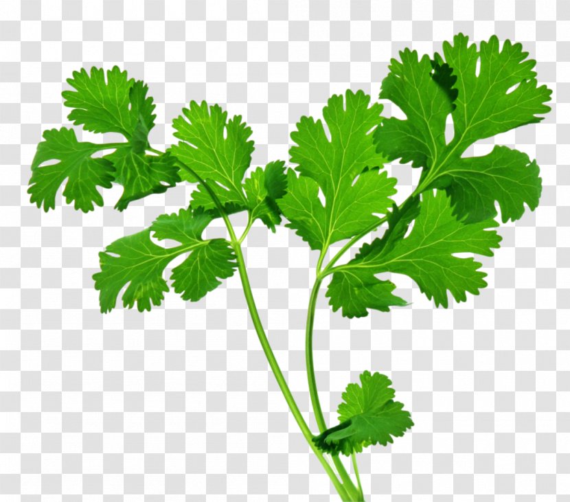 Organic Food Coriander Indian Cuisine Herb Parsley - Family - Herbs Transparent PNG