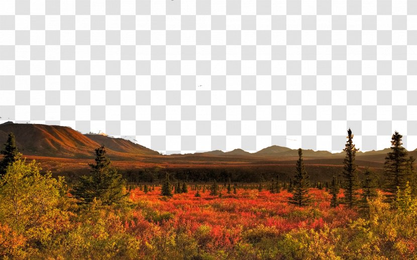 1080p High-definition Television Nature Video Wallpaper - Wide Xga - United States Denali National Park Eight Transparent PNG