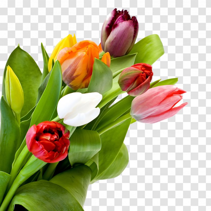 Tulip Image JPEG Flower - Plant Transparent PNG
