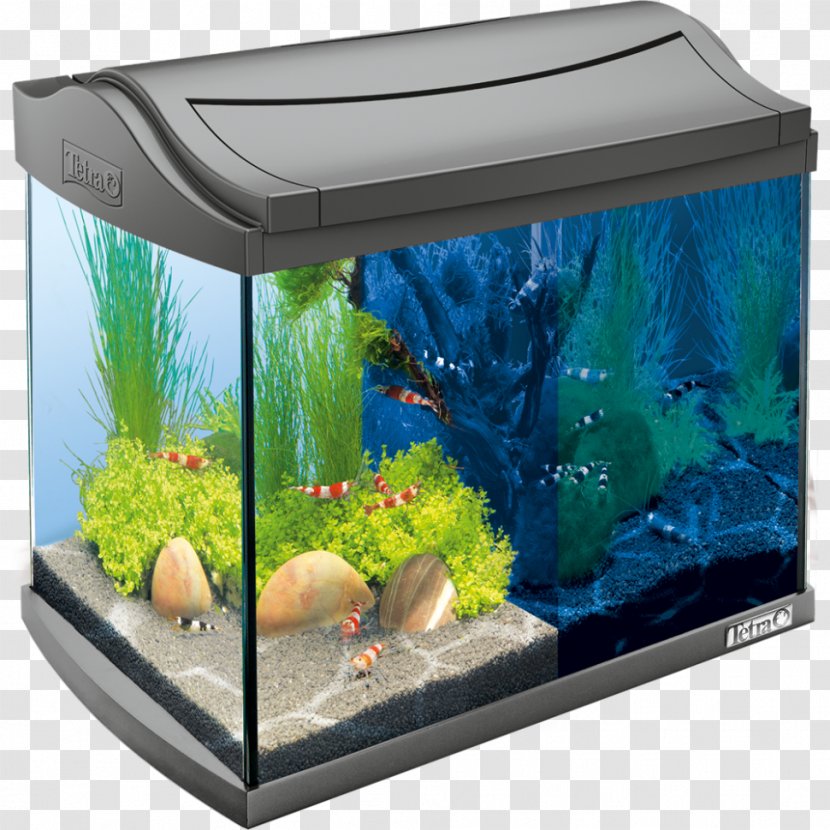 Siamese Fighting Fish Tetra Nano Aquarium Innenfilter Transparent PNG