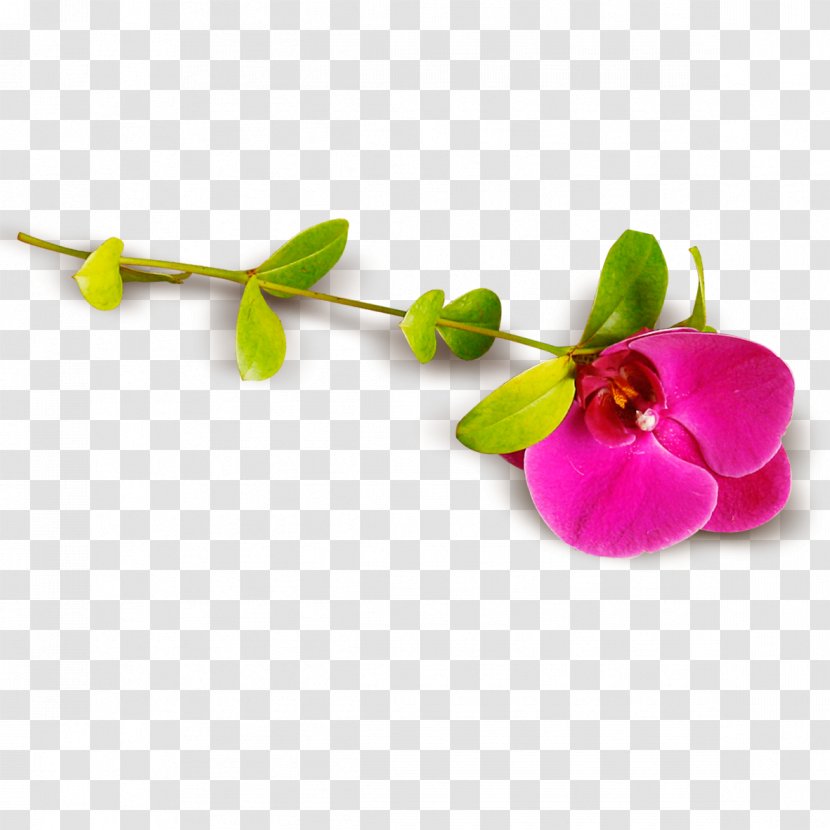 Moth Orchids Download Honeysuckle - Floral Design - Beautiful Pea Flower Transparent PNG