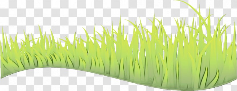 Green Grass Background - Wheatgrass - Plant Family Transparent PNG