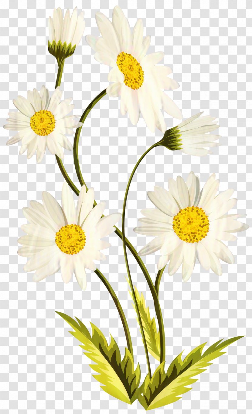 Common Daisy Image Clip Art Drawing - Bell - Mayweed Transparent PNG