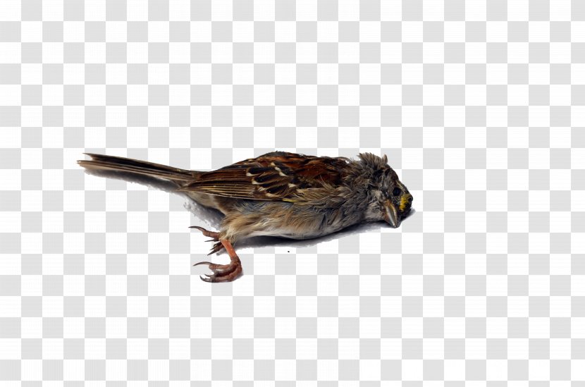 Bird Wren Death - Dead Transparent PNG