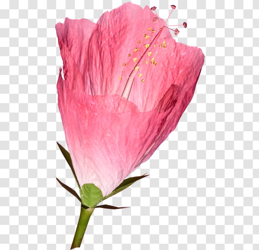 Rosemallows Petal Cut Flowers Garden Roses - Pink - Statice Fond Blanc Transparent PNG