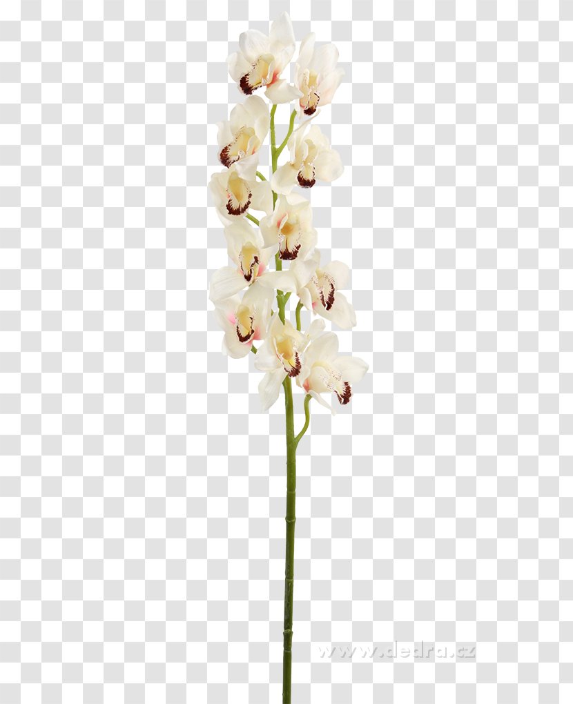 Moth Orchids Cut Flowers Flowerpot - Centimeter - Flower Transparent PNG