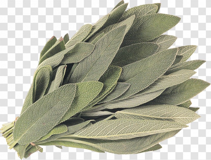 White Sage Common Energy Smudging Plant - Medicinal Herbs Transparent PNG