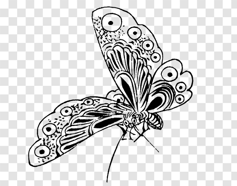 Monarch Butterfly Drawing Black And White Clip Art - Visual Arts - Draw Transparent PNG