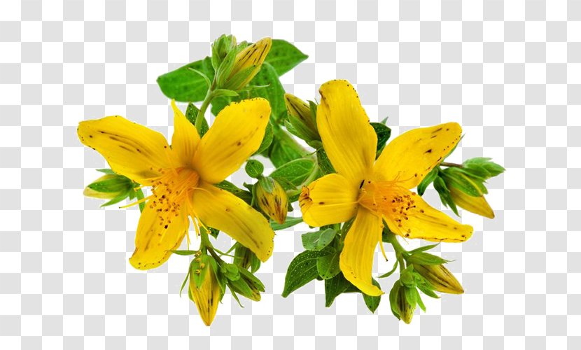 Perforate St John's-wort Dietary Supplement Herb Health Vitamin - Flower Transparent PNG